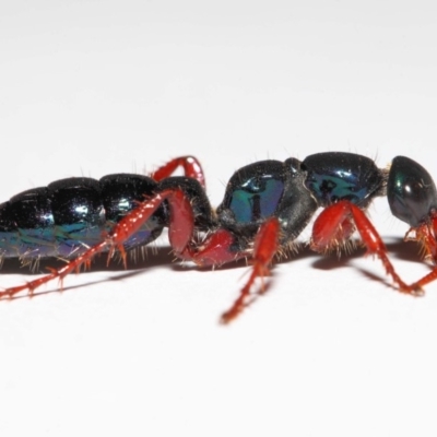 Diamma bicolor (Blue ant, Bluebottle ant) at Paddys River, ACT - 2 Feb 2019 by TimL