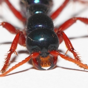 Diamma bicolor at Paddys River, ACT - 2 Feb 2019