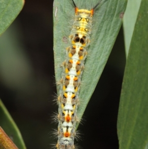 Acyphas semiochrea at Acton, ACT - 31 Jan 2019 01:49 PM