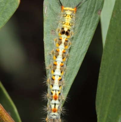 Acyphas semiochrea (Omnivorous Tussock Moth) at ANBG - 31 Jan 2019 by TimL
