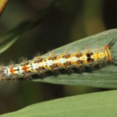 Acyphas semiochrea at Acton, ACT - 31 Jan 2019 01:49 PM