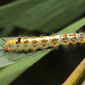 Acyphas semiochrea at Acton, ACT - 31 Jan 2019 01:49 PM