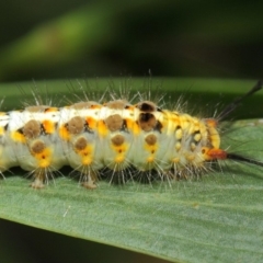 Acyphas semiochrea at Acton, ACT - 31 Jan 2019 01:49 PM