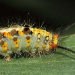 Acyphas semiochrea at Acton, ACT - 31 Jan 2019 01:49 PM