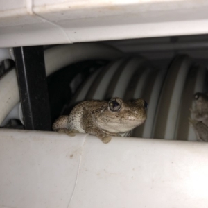 Litoria peronii at Illilanga & Baroona - 25 Dec 2018