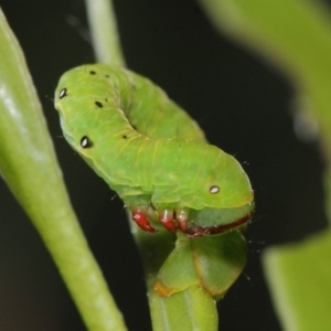 Capusa (genus) at Acton, ACT - 31 Jan 2019 01:30 PM