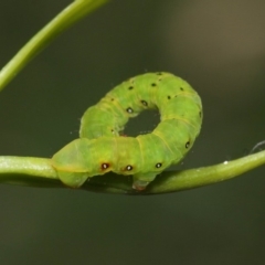 Capusa (genus) at Acton, ACT - 31 Jan 2019