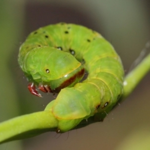 Capusa (genus) at Acton, ACT - 31 Jan 2019 01:30 PM