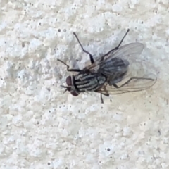 Sarcophagidae sp. (family) (Unidentified flesh fly) at Monash, ACT - 2 Feb 2019 by jackQ