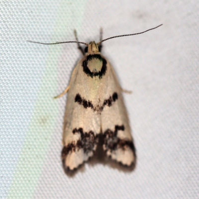 Compsotropha selenias (A Concealer moth) at O'Connor, ACT - 29 Jan 2019 by ibaird