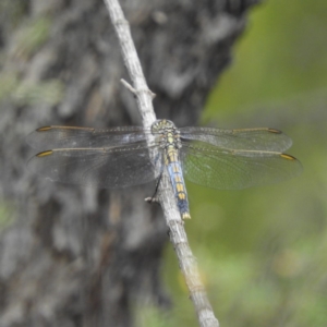 Orthetrum caledonicum at Tennent, ACT - 2 Feb 2019 11:30 AM