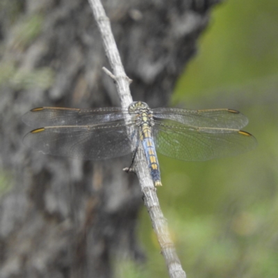 Orthetrum caledonicum (Blue Skimmer) at Tennent, ACT - 2 Feb 2019 by MatthewFrawley