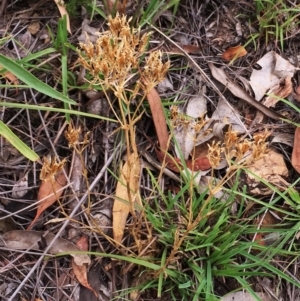 Centaurium sp. at Yarralumla, ACT - 1 Feb 2019