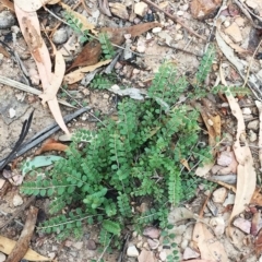 Bossiaea buxifolia (Matted Bossiaea) at Yarralumla, ACT - 1 Feb 2019 by ruthkerruish