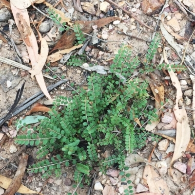 Bossiaea buxifolia (Matted Bossiaea) at Yarralumla, ACT - 1 Feb 2019 by ruthkerruish