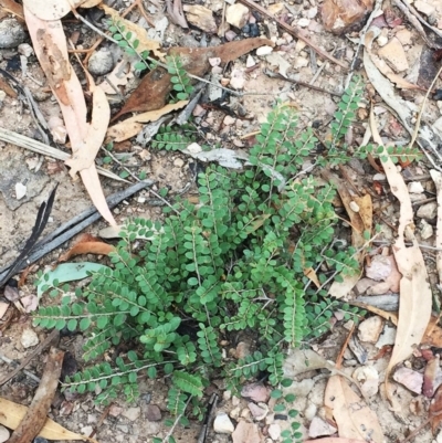 Bossiaea buxifolia (Matted Bossiaea) at Attunga Point - 31 Jan 2019 by ruthkerruish