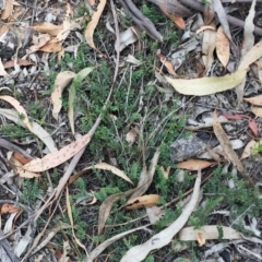 Bossiaea buxifolia at Yarralumla, ACT - 1 Feb 2019 10:00 AM