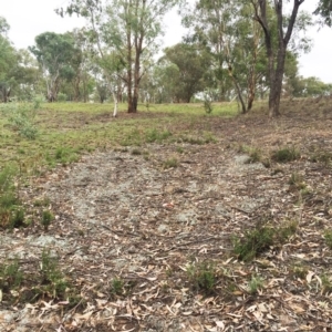 Cheilanthes sieberi at Yarralumla, ACT - 1 Feb 2019