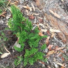 Cheilanthes sieberi at Yarralumla, ACT - 1 Feb 2019