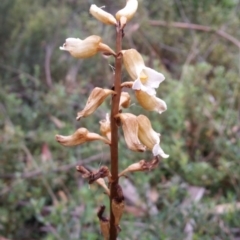 Gastrodia procera (Tall Potato Orchid) at Cotter River, ACT - 27 Jan 2019 by roachie