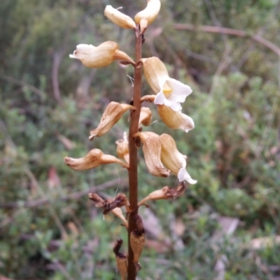 Gastrodia procera (Tall Potato Orchid) at Cotter River, ACT - 27 Jan 2019 by roachie