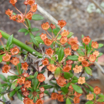 Pomax umbellata (A Pomax) at Tennent, ACT - 2 Feb 2019 by MatthewFrawley