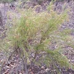 Cassinia sifton (Sifton Bush, Chinese Shrub) at Mount Jerrabomberra QP - 22 Apr 2018 by roachie