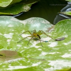 Dolomedes sp. (genus) (Fishing spider) at Bald Hills, NSW - 1 Feb 2019 by JulesPhotographer