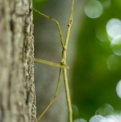 Phasmatodea (order) (Unidentified stick insect) at Bald Hills, NSW - 1 Feb 2019 by JulesPhotographer
