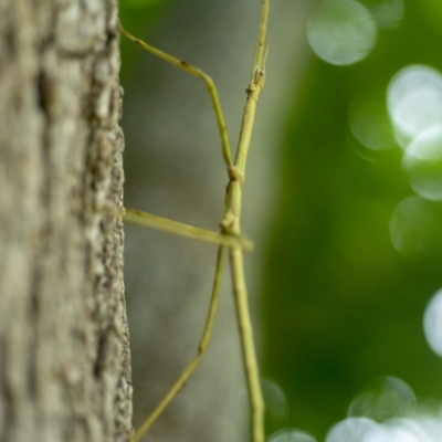 Phasmatodea (order) (Unidentified stick insect) at Bald Hills, NSW - 1 Feb 2019 by JulesPhotographer