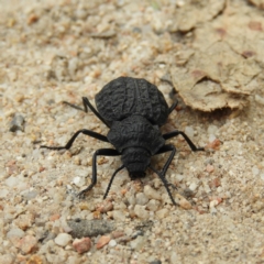 Nyctozoilus deyrolli (Darkling beetle) at Tennent, ACT - 2 Feb 2019 by MatthewFrawley