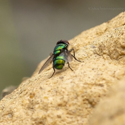 Chrysomya sp. (genus) (A green/blue blowfly) at Bald Hills, NSW - 1 Feb 2019 by JulesPhotographer