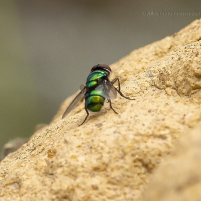 Chrysomya sp. (genus) (A green/blue blowfly) at Bald Hills, NSW - 2 Feb 2019 by JulesPhotographer