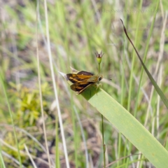 Ocybadistes walkeri (Green Grass-dart) at Bald Hills, NSW - 1 Feb 2019 by JulesPhotographer