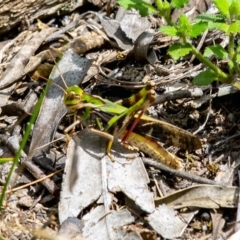 Gastrimargus musicus (Yellow-winged Locust or Grasshopper) at Bald Hills, NSW - 2 Feb 2019 by JulesPhotographer