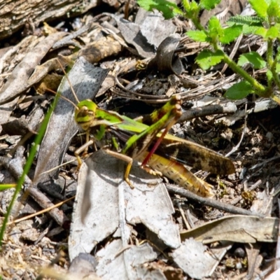 Gastrimargus musicus (Yellow-winged Locust or Grasshopper) at Bald Hills, NSW - 1 Feb 2019 by JulesPhotographer