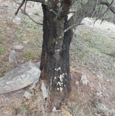Papyrius nitidus (Shining Coconut Ant) at Theodore, ACT - 2 Feb 2019 by owenh