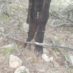 Papyrius nitidus (Shining Coconut Ant) at Theodore, ACT - 2 Feb 2019 by owenh