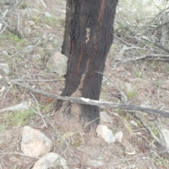 Papyrius nitidus (Shining Coconut Ant) at Theodore, ACT - 2 Feb 2019 by Owen