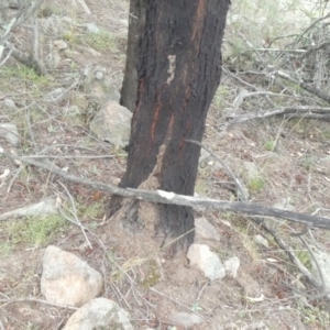 Papyrius nitidus at Theodore, ACT - 2 Feb 2019