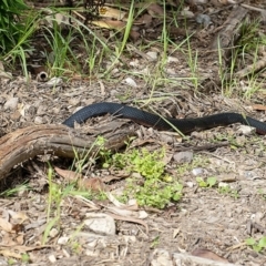 Pseudechis porphyriacus (Red-bellied Black Snake) at Bald Hills, NSW - 31 Jan 2019 by JulesPhotographer