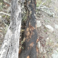 Papyrius nitidus (Shining Coconut Ant) at Theodore, ACT - 2 Feb 2019 by Owen