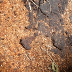 Papyrius nitidus at Theodore, ACT - 2 Feb 2019