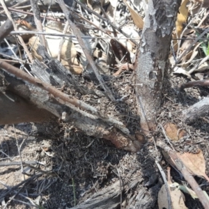 Papyrius nitidus at O'Malley, ACT - suppressed