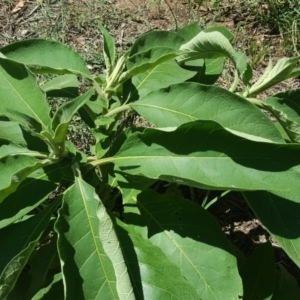 Solanum mauritianum at Isaacs, ACT - 3 Feb 2019 12:22 PM