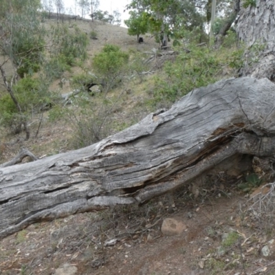 Papyrius nitidus (Shining Coconut Ant) at Theodore, ACT - 2 Feb 2019 by owenh