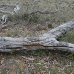 Papyrius nitidus (Shining Coconut Ant) at Theodore, ACT - 2 Feb 2019 by owenh