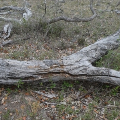 Papyrius nitidus (Shining Coconut Ant) at Theodore, ACT - 2 Feb 2019 by owenh