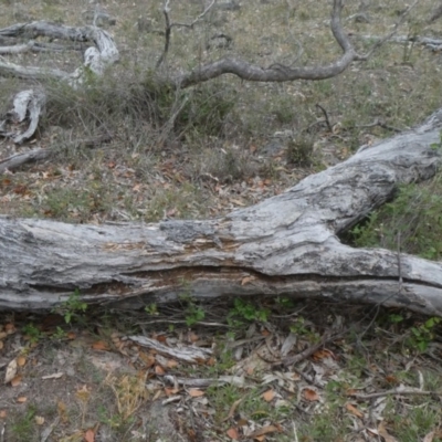 Papyrius nitidus (Shining Coconut Ant) at Theodore, ACT - 1 Feb 2019 by Owen