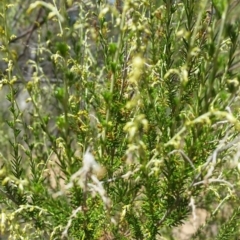 Cassinia sifton (Sifton Bush, Chinese Shrub) at Karabar, NSW - 3 Feb 2019 by roachie